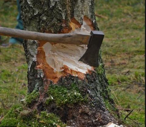 Bomenkappen in het bos van Todt