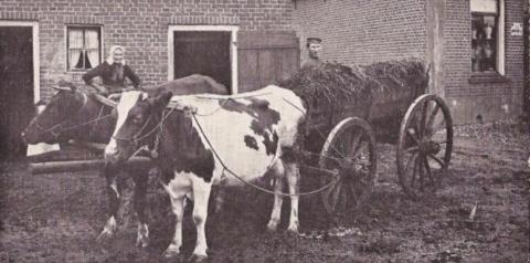 Niet met paarden maar met koeien 