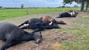 Dode paarden