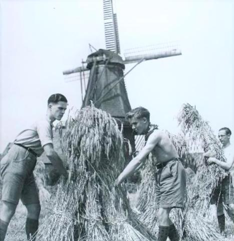 Shooljongens hielpen mee met het oogsten 