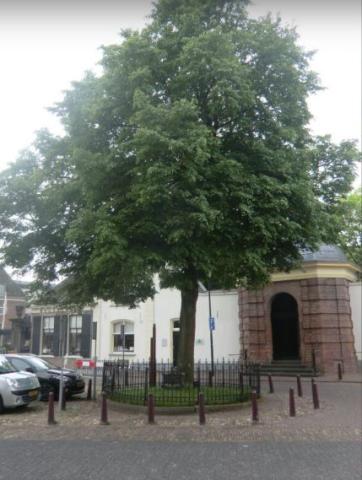 De Wilhelminaboom nu