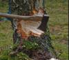 Bomenkappen in het bos van Todt