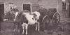 Niet met paarden maar met koeien 